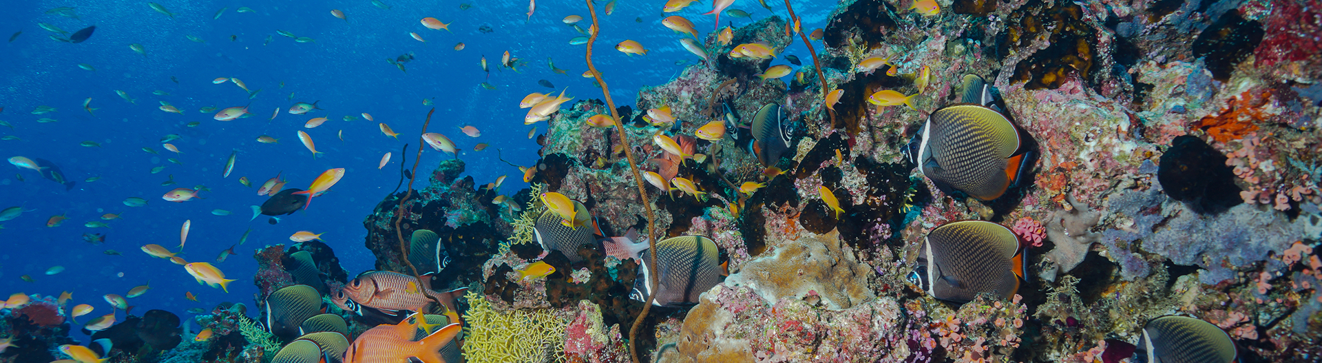 Canareef Maldives