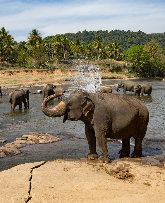 Sri Lanka with Elephant Sanctuary