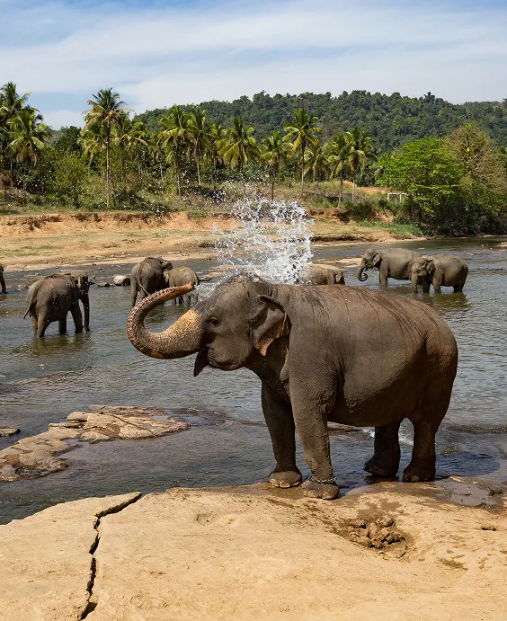 Sri Lanka with Elephant Sanctuary