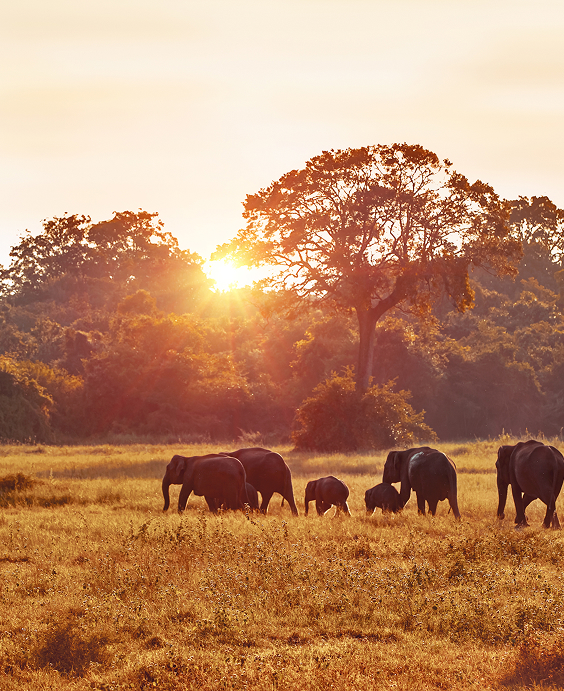 Big Five