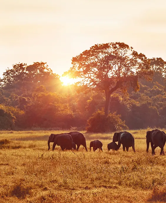 Big Five